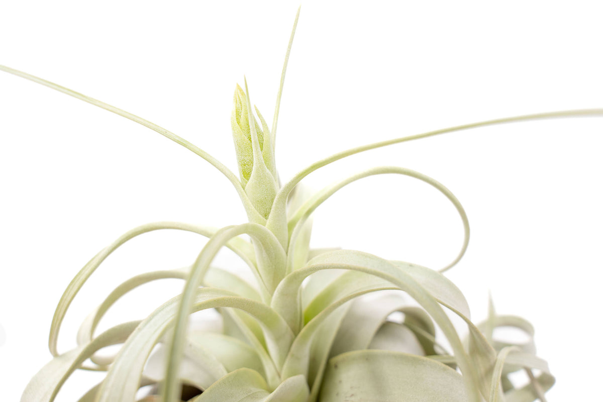 Large Tillandsia Xerographica